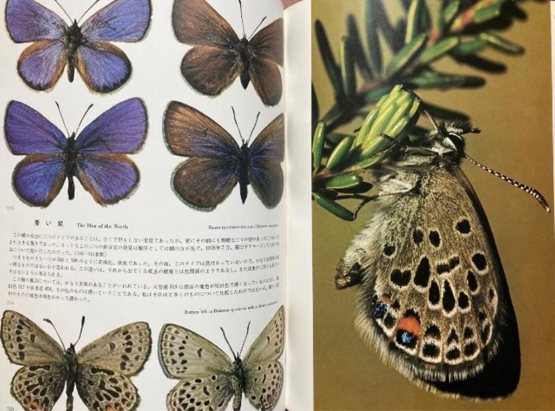 田淵行男 写真集 大雪の蝶 希少 希少本　レア