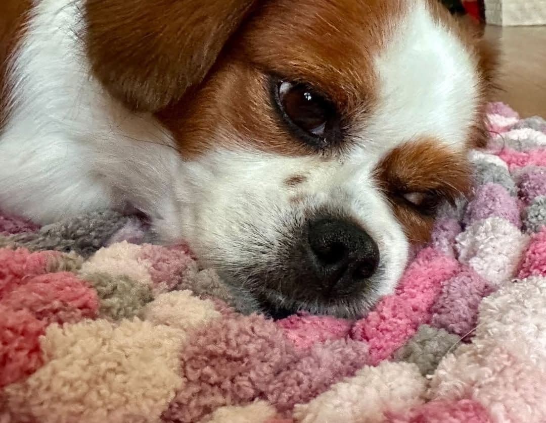 カフェマット  お昼寝マット ペットマット　オーダー承ります