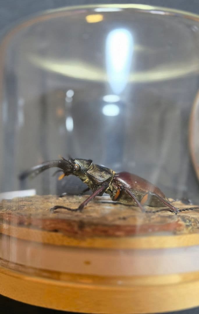 オオクワガタ ミヤマクワガタ 標本 ジオラマ 風