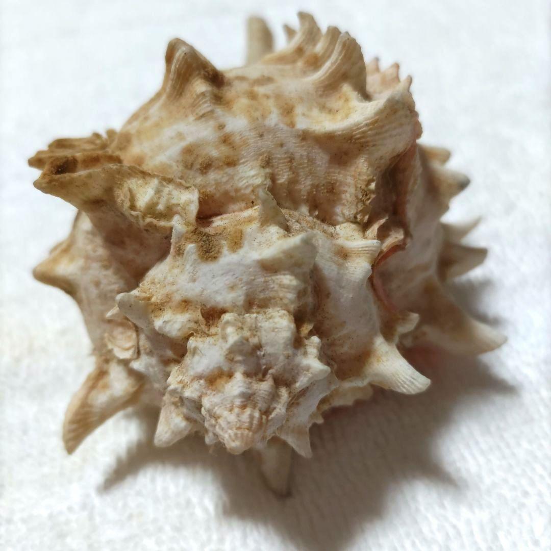 【希少】1960年 オーストラリア 木曜島 紅岩石 藤井富太郎氏 ゆかりの品