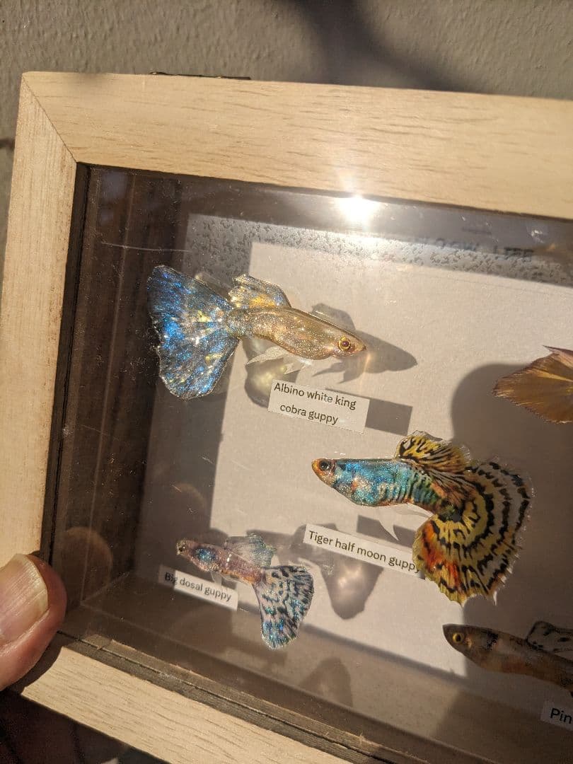 グッピー（5種）　標本箱