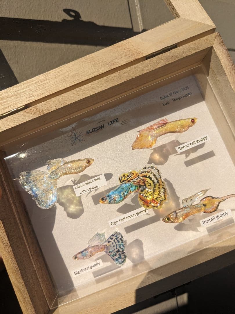 グッピー（5種）　標本箱