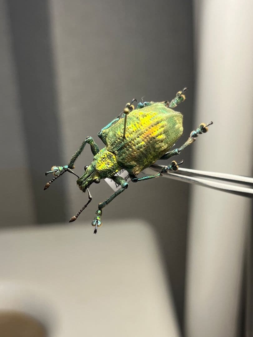 ホウセキゾウムシ ブラジル産 標本プラチナコガネ タマムシ ジンガサハムシ