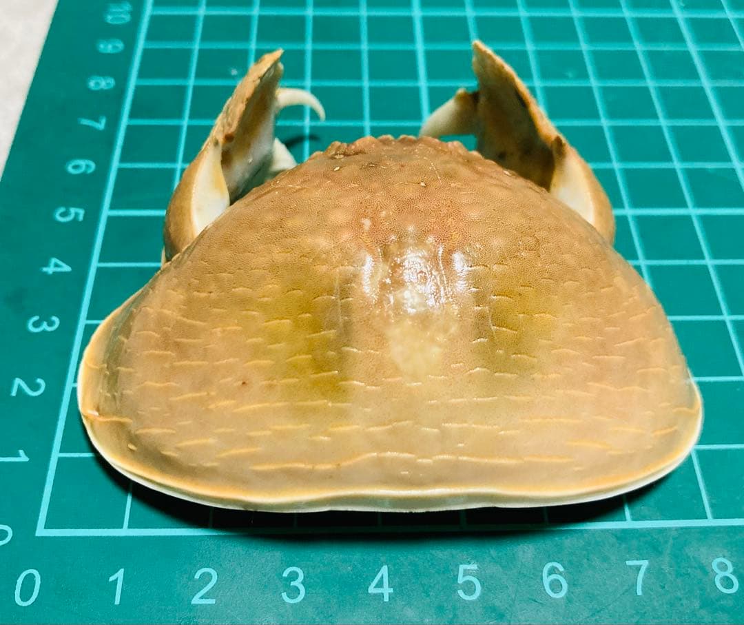 マルソデカラッパ 乾燥標本③カラッパ　カニ 標本