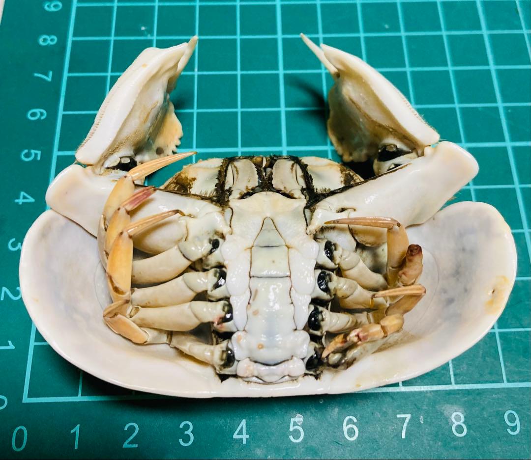 マルソデカラッパ 乾燥標本③カラッパ　カニ 標本