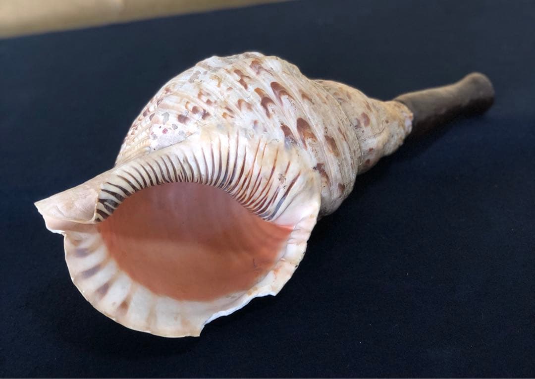 《R》法螺貝 ホラ貝 山伏 法具 和楽器 全長約39㎝　260105か4