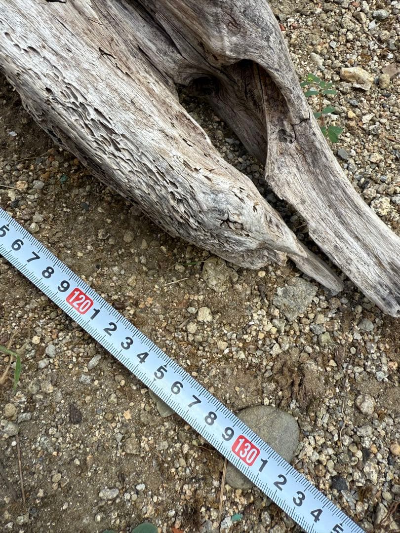 特大流木　流木 レイアウト用品 約143×cm 流木 店舗装飾