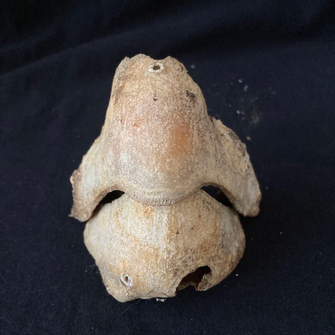 アカウミガメの頭骨、頸椎、クチバシ