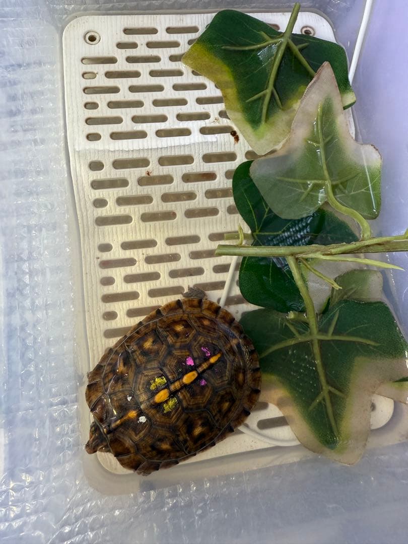 カメ専用飼育ケース　4個セット　中サイズ