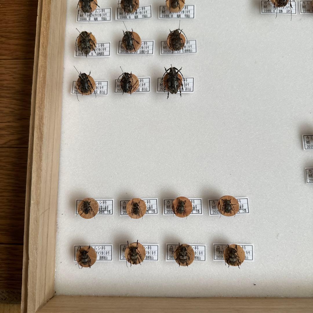 カミキリムシ標本❌3