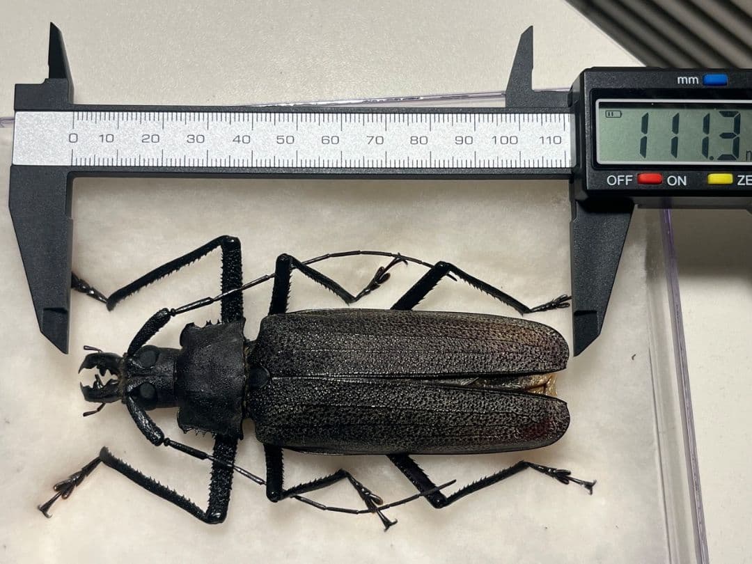 【111mm】Xixuthrus isyuniarkoiウスバカミキリ　標本