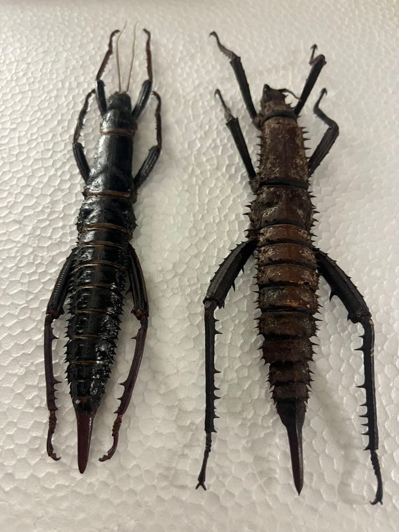 【特大♀】トゲアシフトナナフシオバケフトナナフシコノハムシカマキリバッタ直翅類