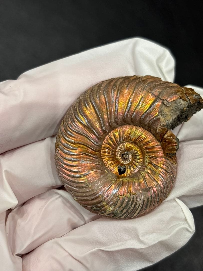 化石　クエンステッドセラス　アンモナイト