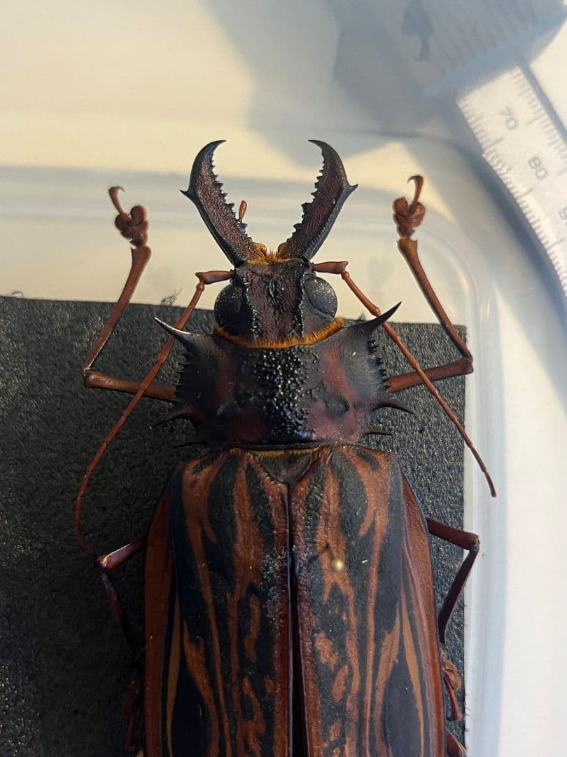 【106mm♀】オオキバウスバカミキリ標本 Macrodontia昆虫標本
