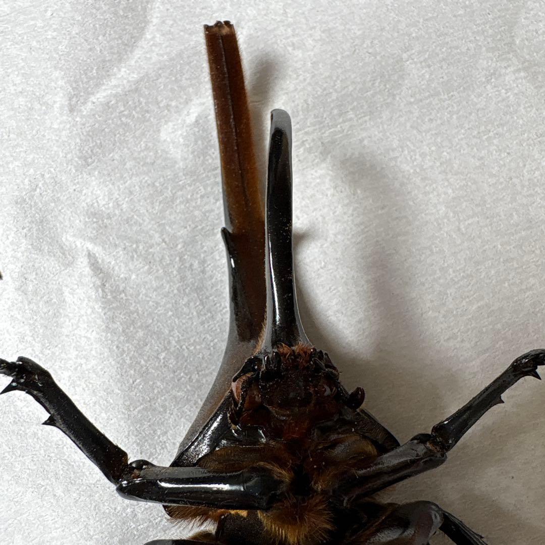 カブトムシ 標本セット 5匹