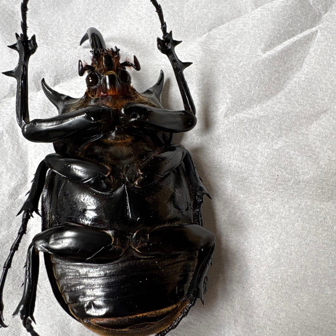 カブトムシ 標本セット 5匹