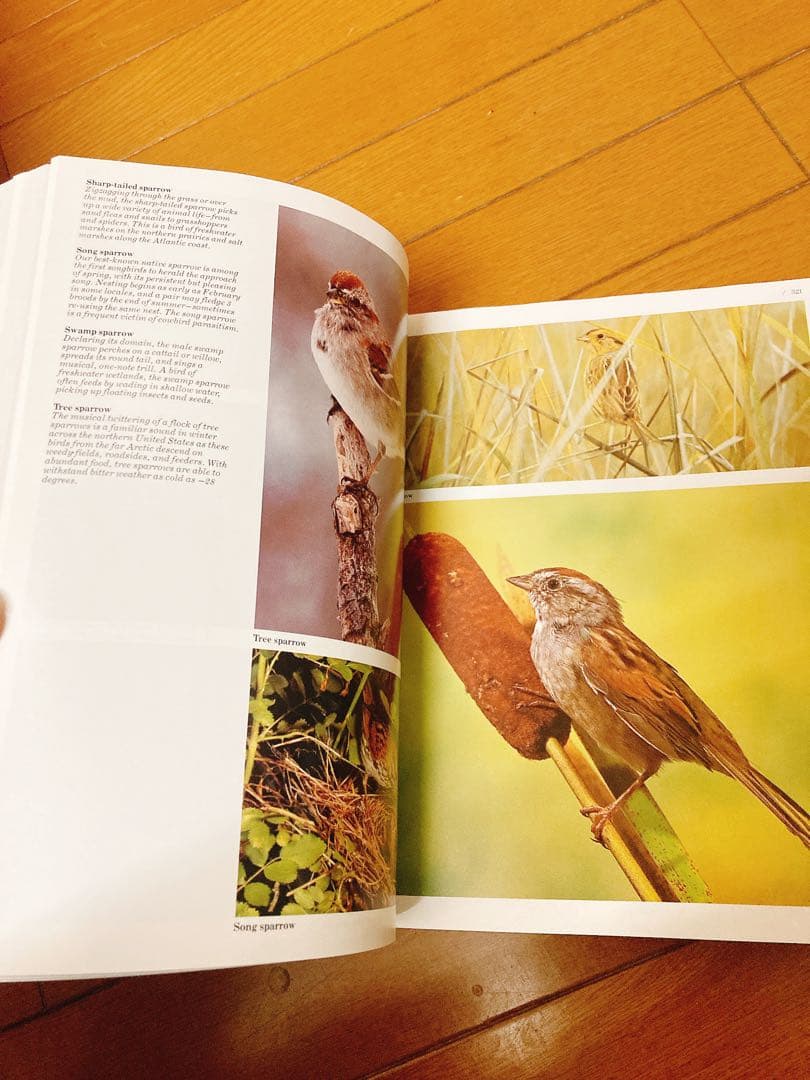 The Audubon Society BIRDS 図鑑