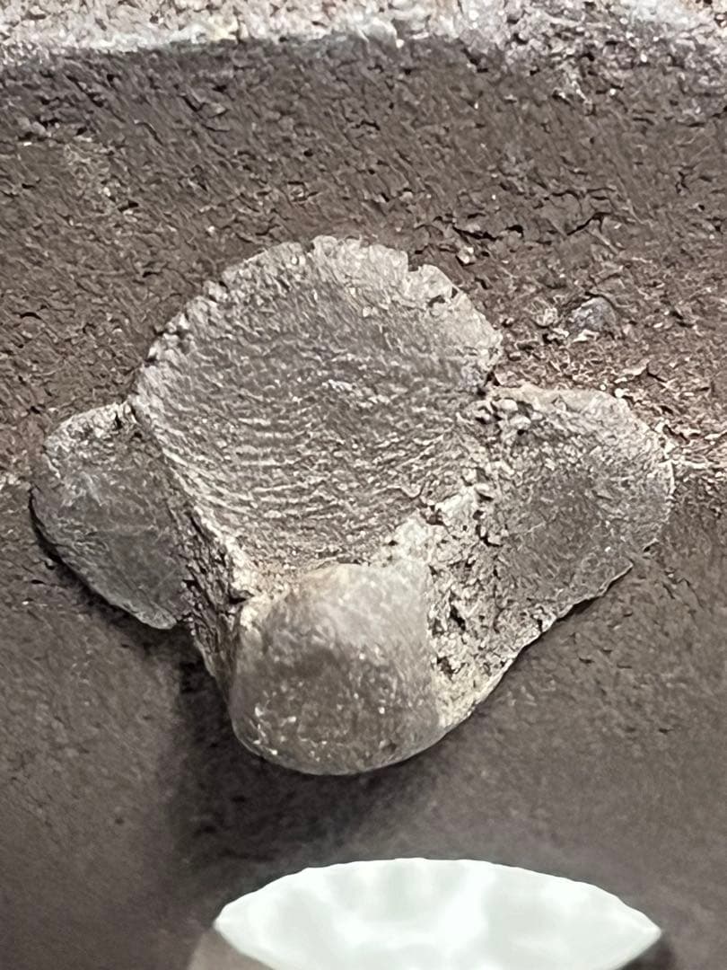 盆栽鉢　植木鉢　陶芸　園芸　盆栽