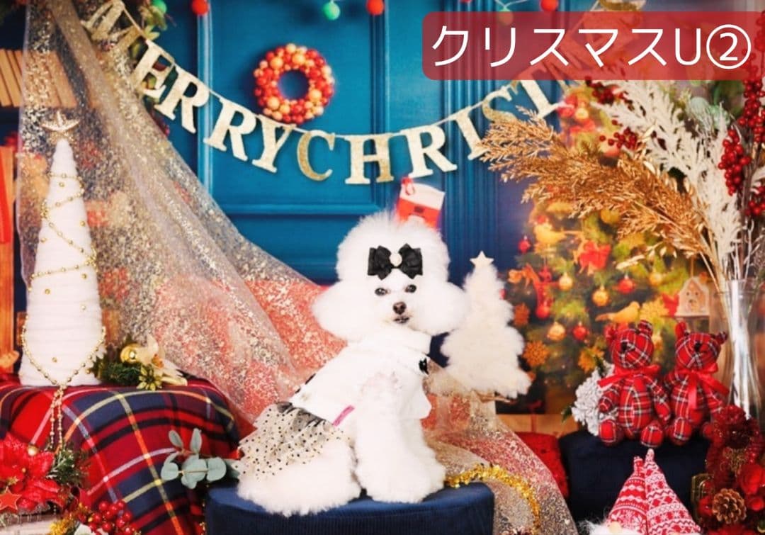 背景布【秋H】サンプル　9月お月見、ペット、トリミング撮影用　パンパスグラス