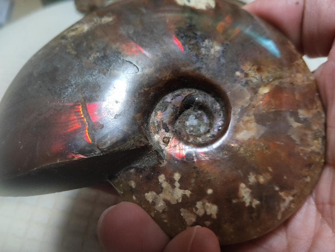 化石 アンモナイト オパール化 遊色 レインボー３点 9800an0814