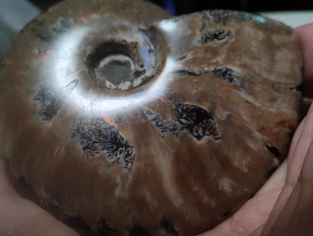 化石 アンモナイト オパール化 遊色 レインボー３点 9800an0814