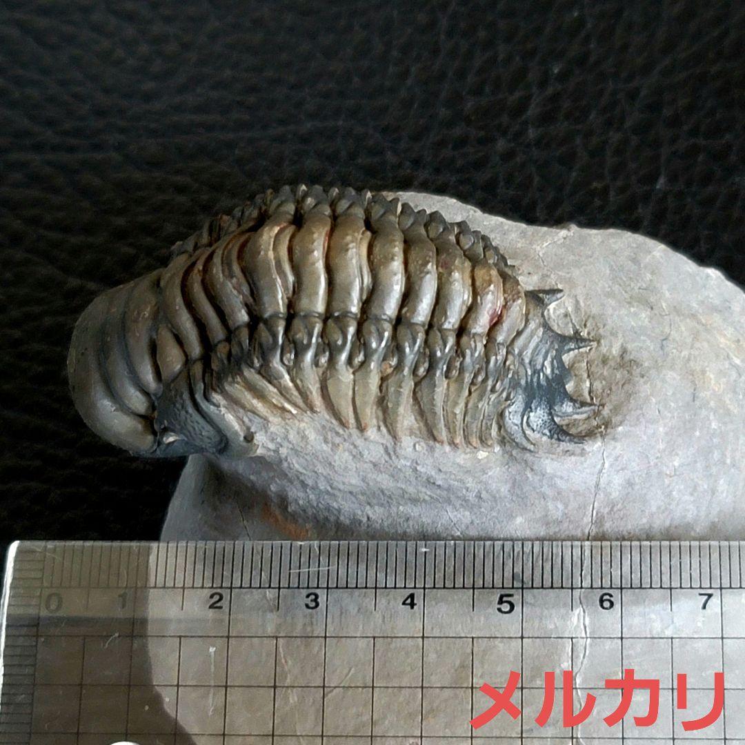 超美麗！三葉虫【Crotalocephalus gibbus】 化石  モロッコ