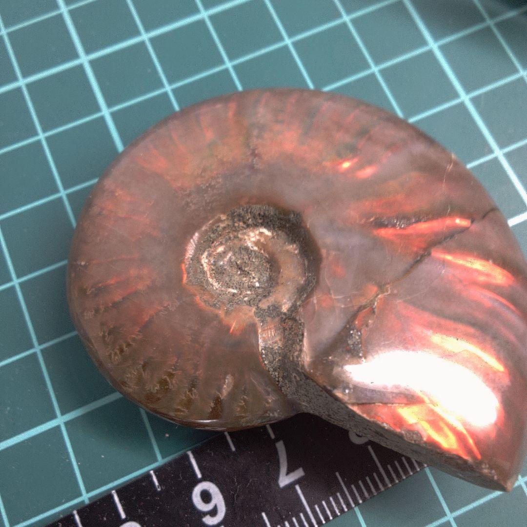 小物１ アンモナイト化石 赤褐色
