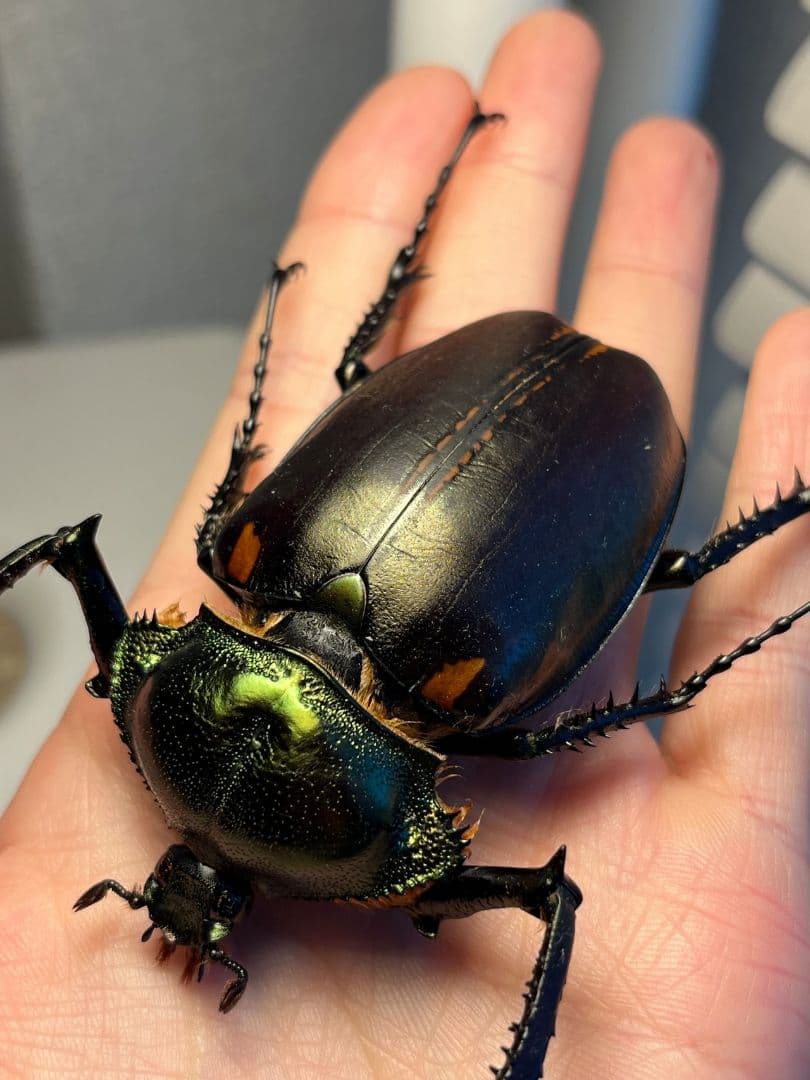 【73mm】ヤンソニーテナガコガネ　カメムシサシガメ甲虫昆虫標本ハムシフンチュウ