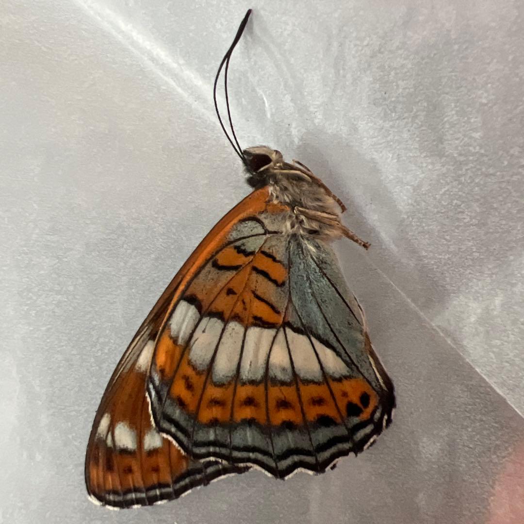 オオイチモンジチョウ　モンゴル産10頭セット売り