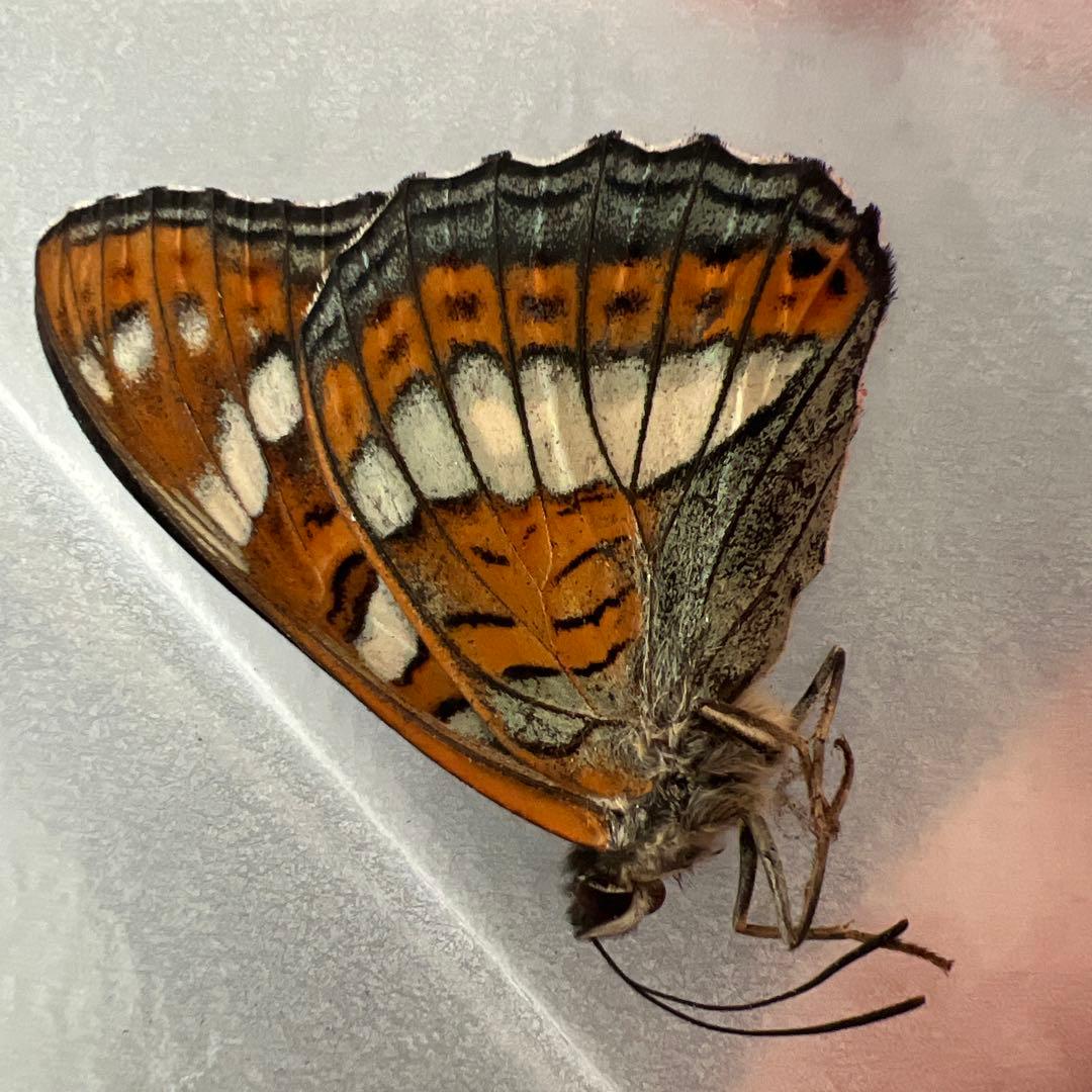 オオイチモンジチョウ　モンゴル産10頭セット売り