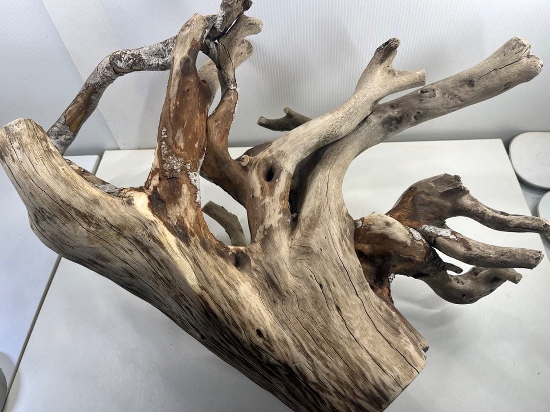 W21特大流木 アク抜き済み流木 爬虫類シェルター 止まり木 バードアスレチック