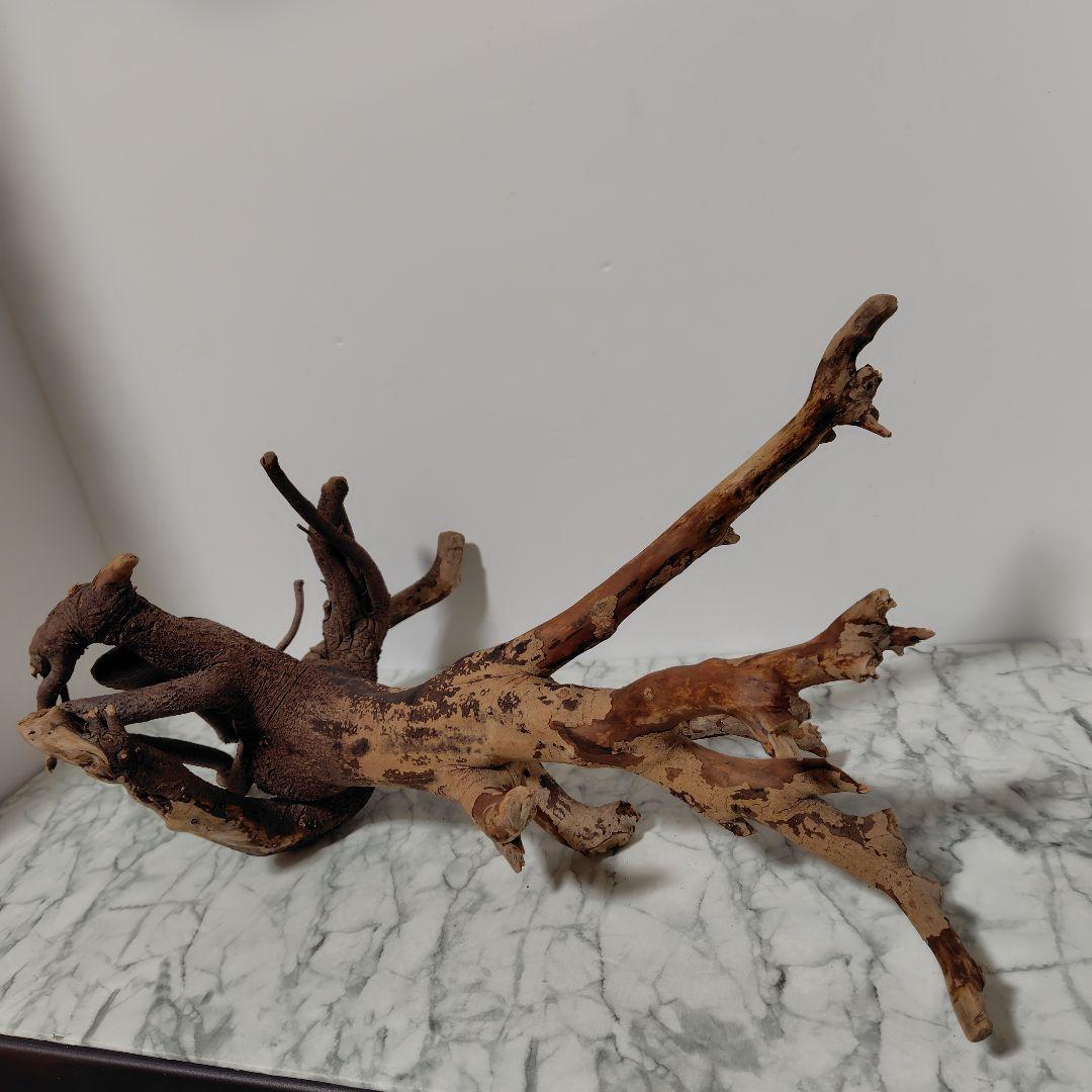 アク抜き済み流木【884】セール