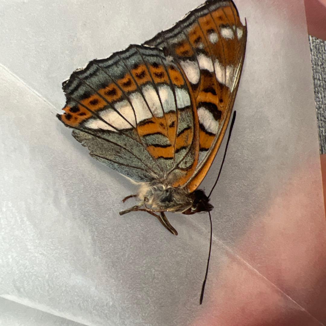 オオイチモンジ　モンゴル産10頭セット売り