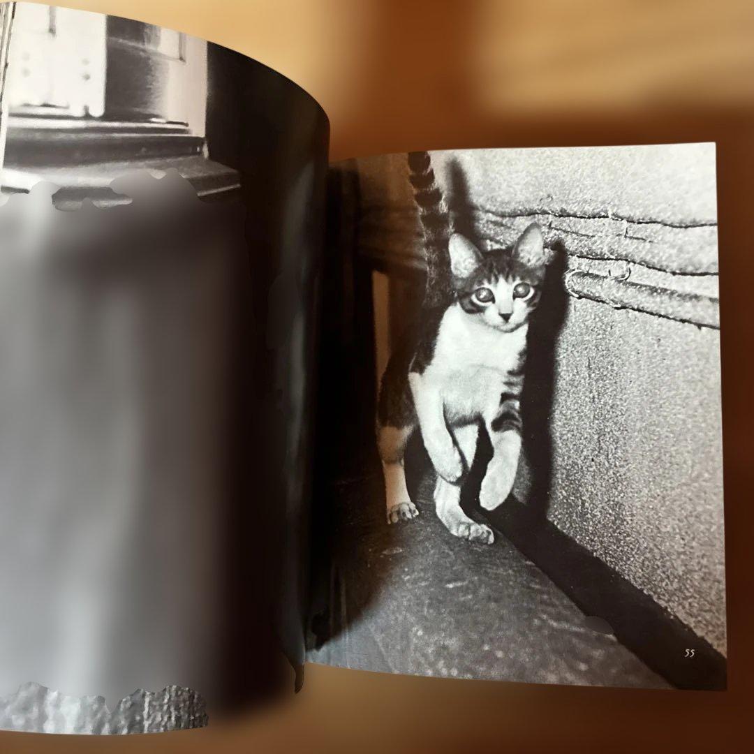 深瀬昌久　サスケ!!いとしき猫よ　写真集