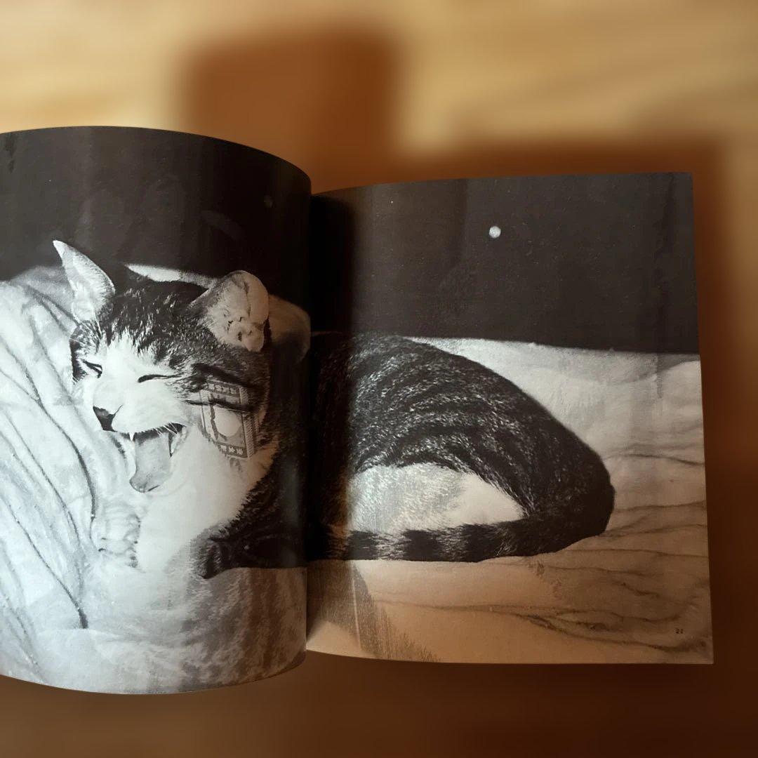 深瀬昌久　サスケ!!いとしき猫よ　写真集