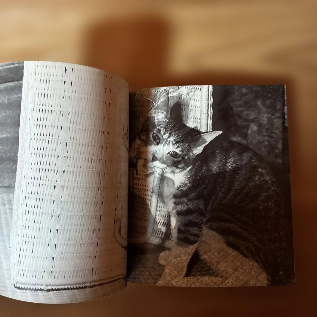 深瀬昌久　サスケ!!いとしき猫よ　写真集