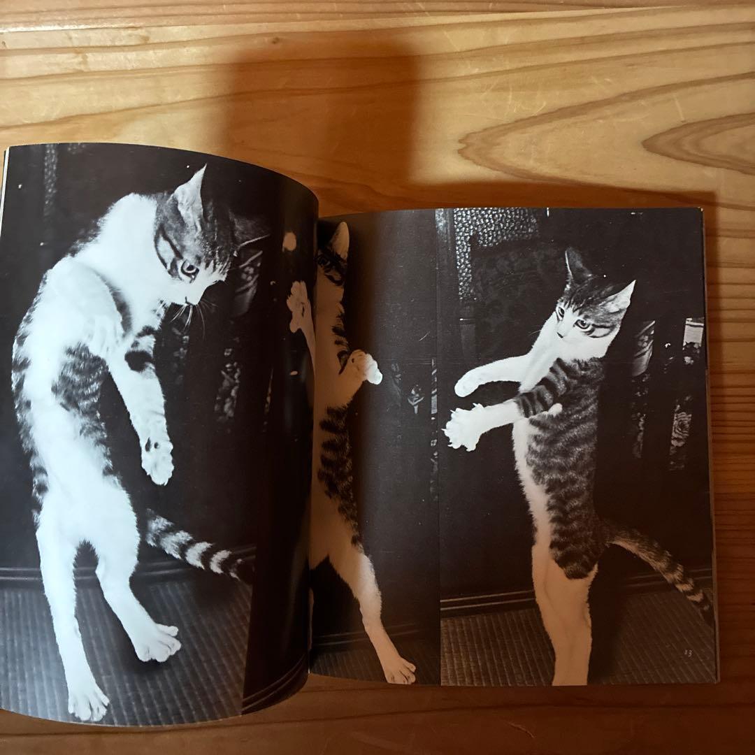 深瀬昌久　サスケ!!いとしき猫よ　写真集