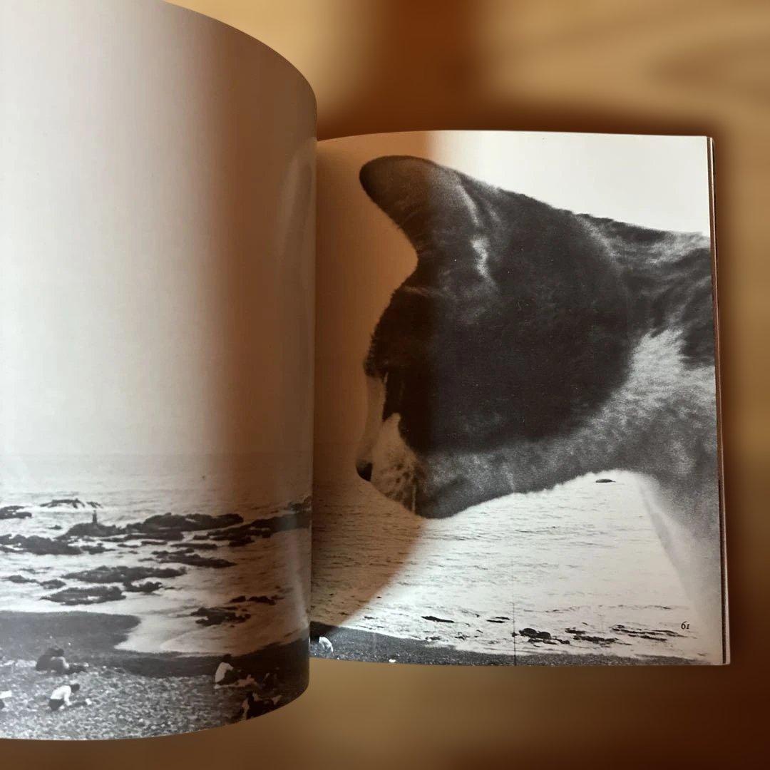 深瀬昌久　サスケ!!いとしき猫よ　写真集