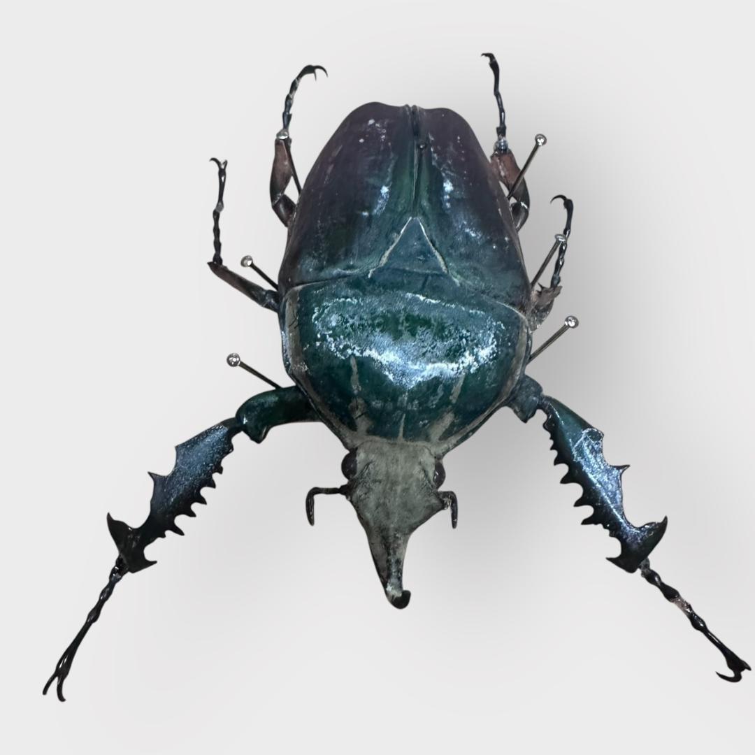 桐箱入り　　クビワオオツノカナブン 雄　オス　標本　　ルワンダ産