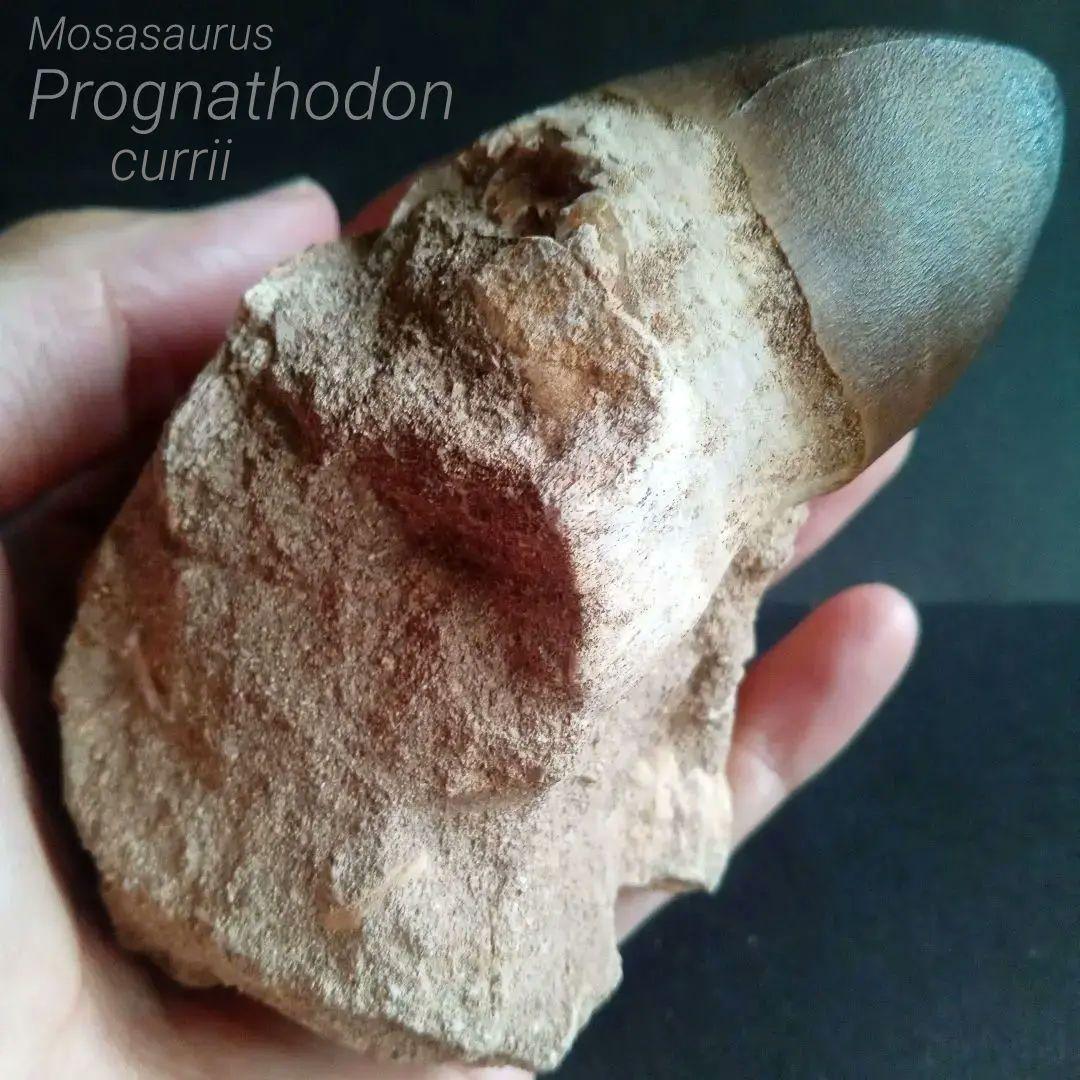 恐竜　歯化石　モササウルス　特大歯　極美麗