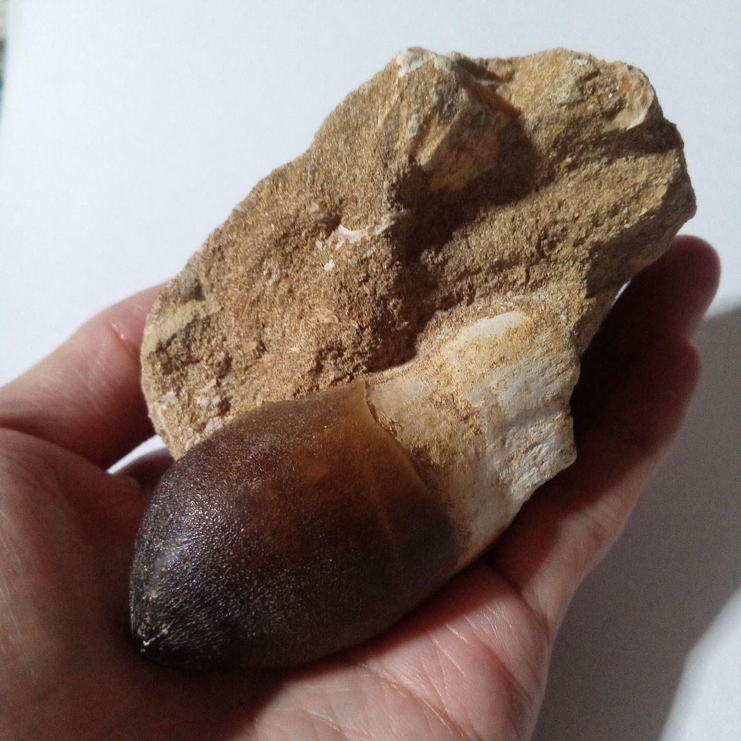 恐竜　歯化石　モササウルス　特大歯　極美麗