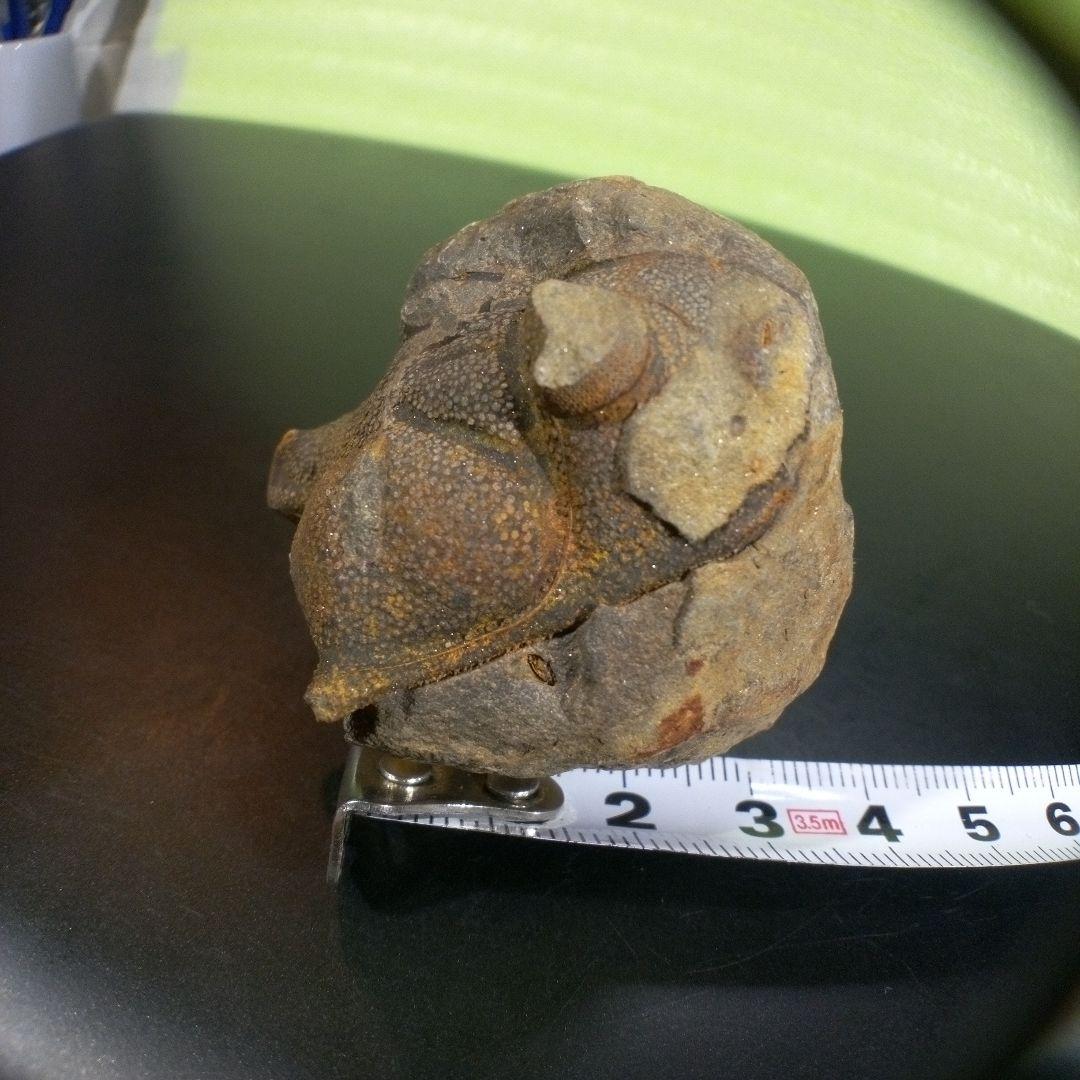 三葉虫　化石　fossil　ボリビア　trilobite　海生動物　三葉虫識別⑧