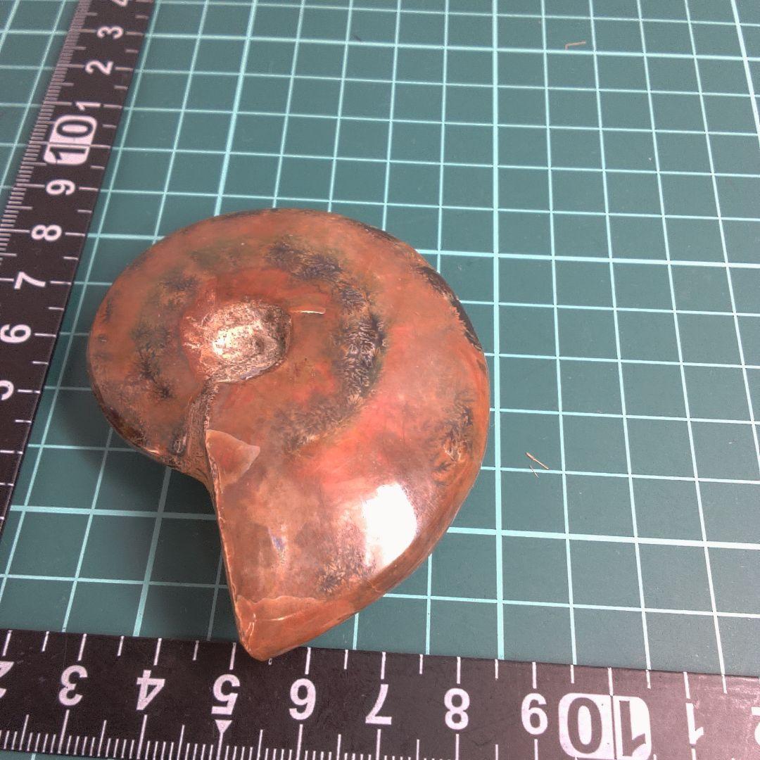 小物１ アンモナイト化石 赤褐色