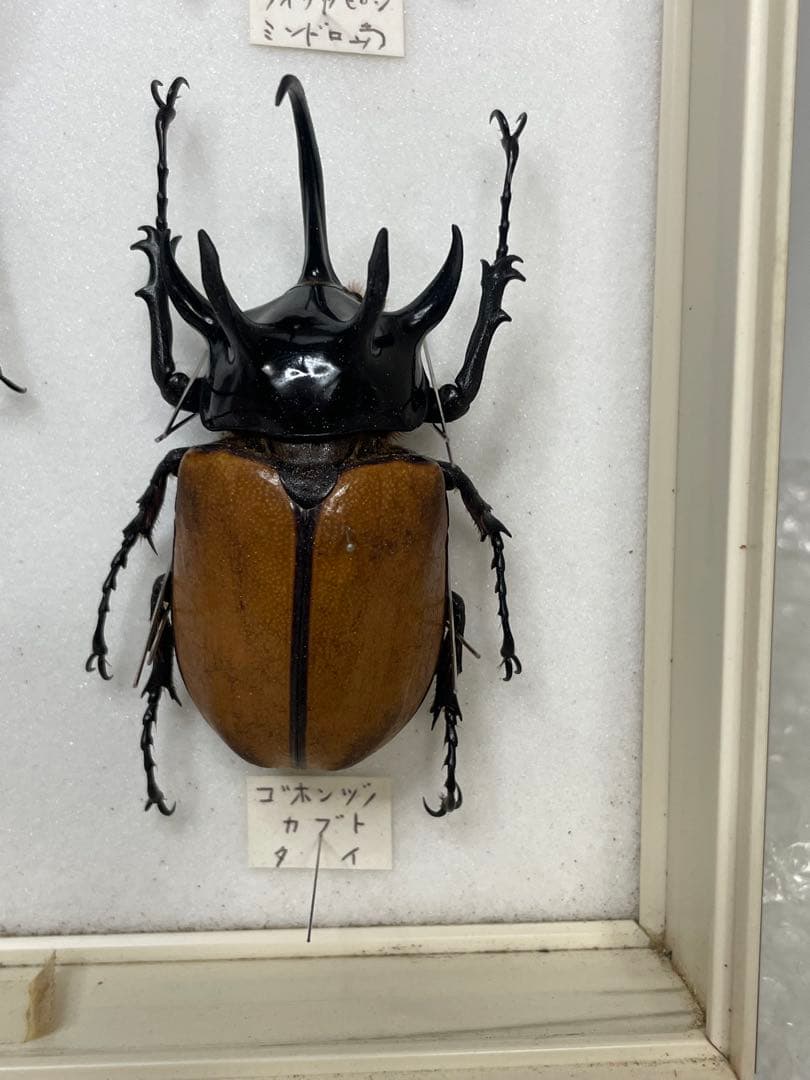 標本 名蝶社 カブトムシ クワガタ 3種 標本ケース入り